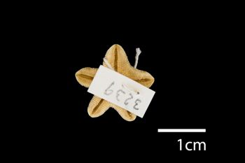 Media type: image; Invertebrate Zoology AST-3239   Aspect: ventral